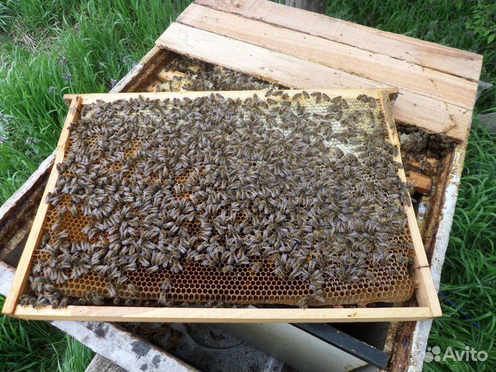 Пчелы пчелопакеты