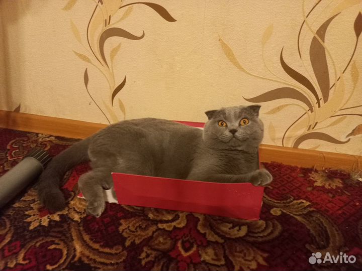 Шотландский вислоухий кот на вязку