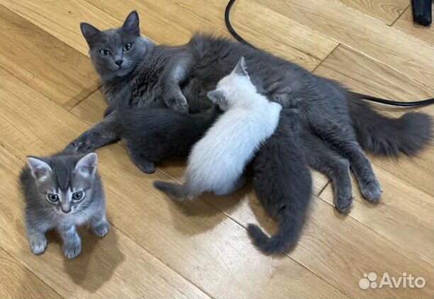Котята только в добрые руки