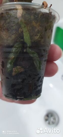 Орхидея Баттерфляй