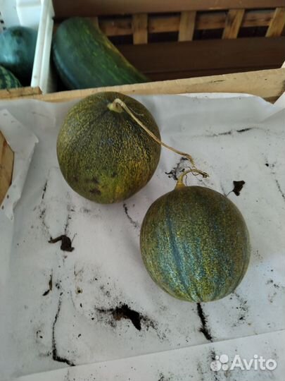 Тыква, овощи, арбузы