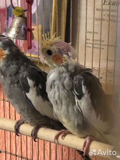 Попугай корелла птенец