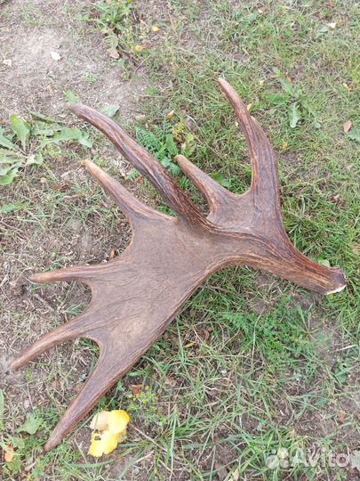 Продам рог лося