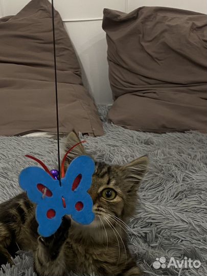 Отдам котенка в добрые руки