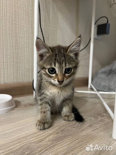 Котенок мальчишка в добрые руки