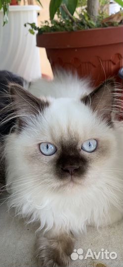 Балинезийская кошка