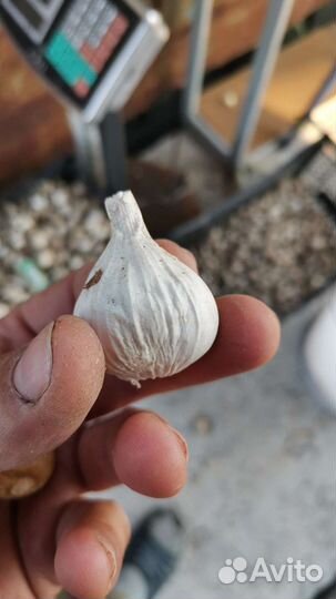 Однозубка чеснока