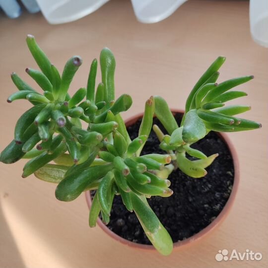 Крассула Голлум Суккулент