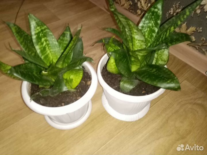 Комнатные цветы