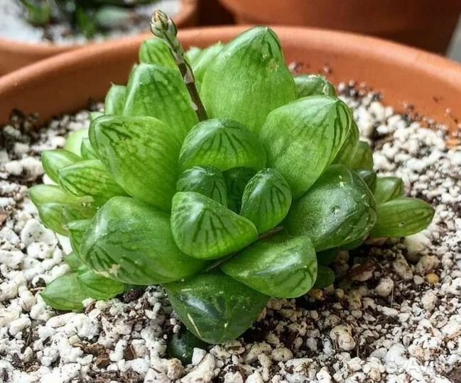 Суккулент (Хавортия обтуза)