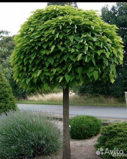 Катальпа 1м