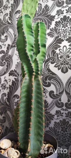 Большой кактус