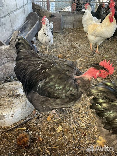 Петух породы голошейка
