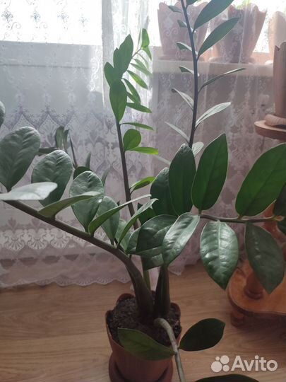 Замиокулькас