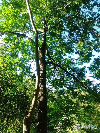 Саженцы манжурского ореха