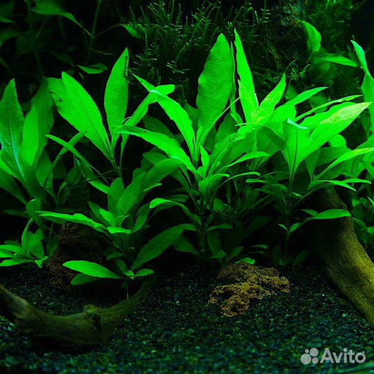 Аквариумные растения набор