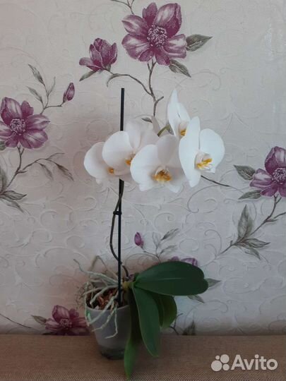 Орхидея фаленопсис
