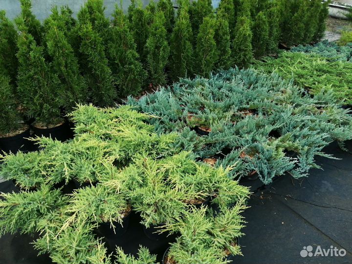 Туя Смарагд