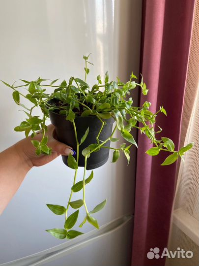 Традесканции