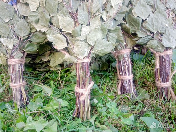 Веники для бани берёза с травами