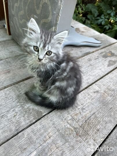 Котята бобтейл