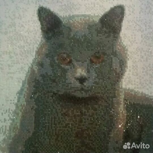 Британский кот - алмазная вышивка