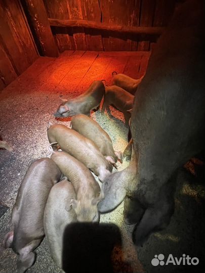 Поросята породы Дюрок