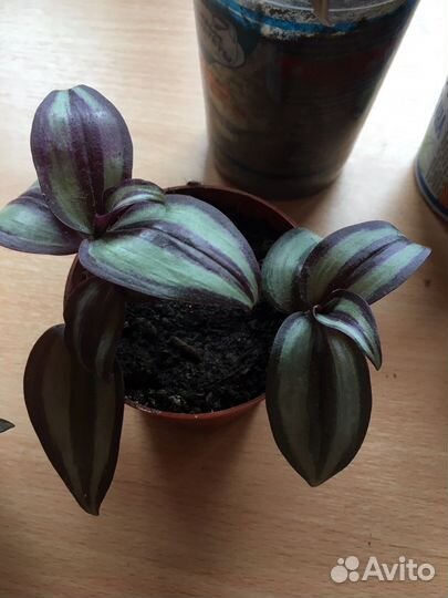 Традесканция