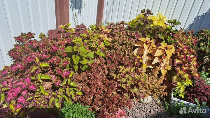 Колеусы вегетативные