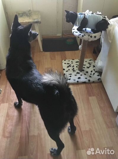 Кошка в дар бесплатно