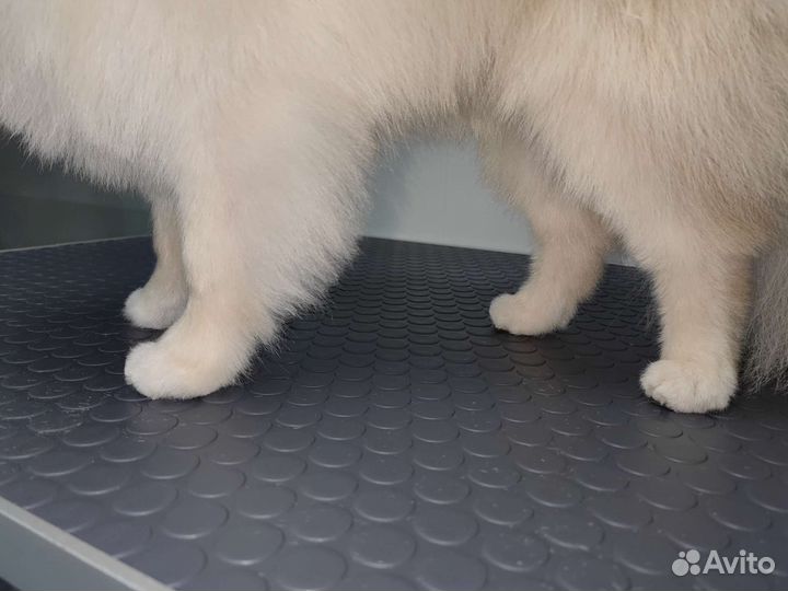 Профессиональный груминг шпица