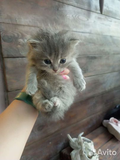 Котята в добрые руки бесплатно