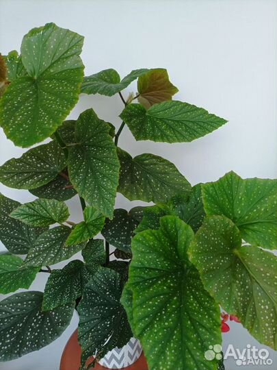 Бегонии Кейн (тростниковые )