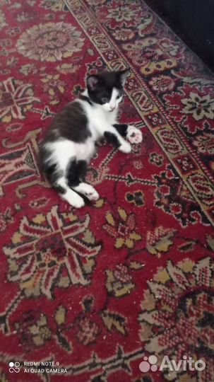 Кошка
