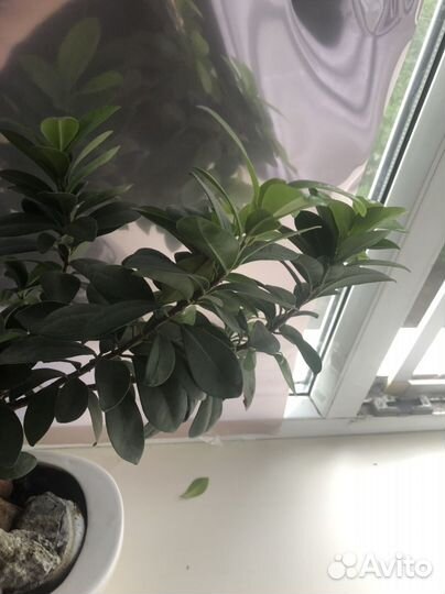 Дерево бонсай