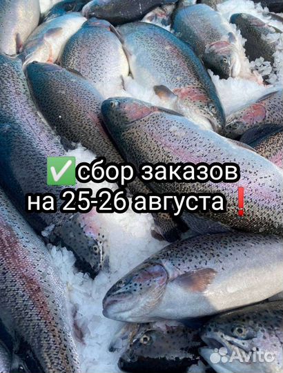 Форель охлаждённая