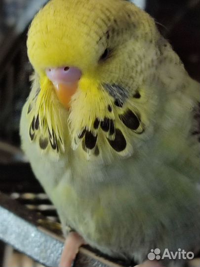 Самец ввп чех