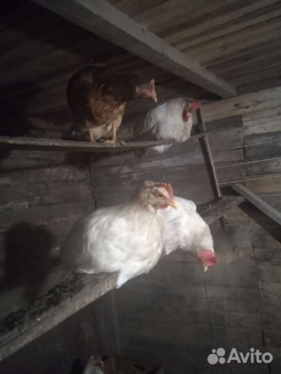 Куры несушки