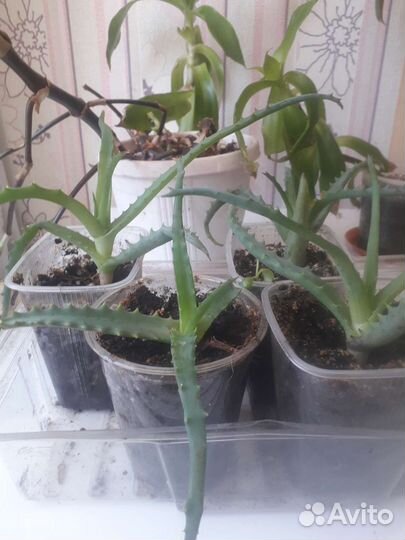 Алоэ лекарственное