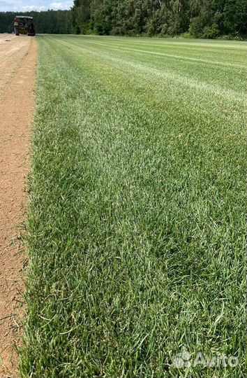 Рулонный газон 