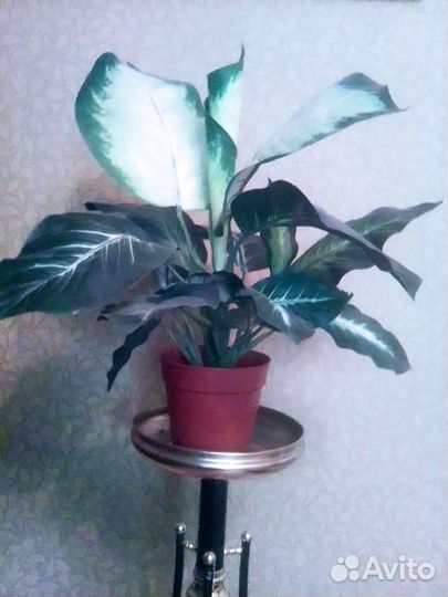 Диффенбахия искусственная