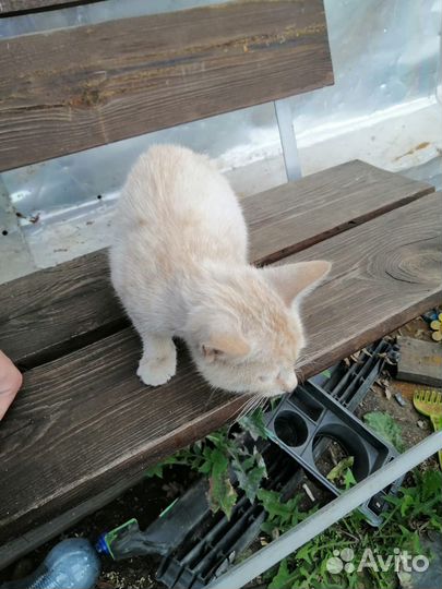 Котята в добрые руки бесплатно