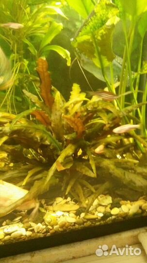 Аквариумные растения