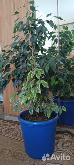 Интерьерный микс из фикусов