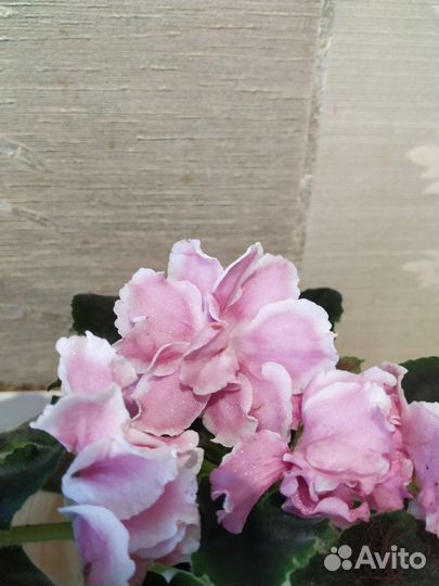 Фиалка в горшках цветущая