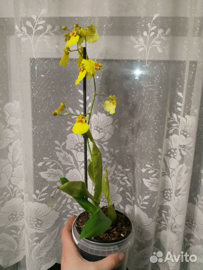 Комнатные растения