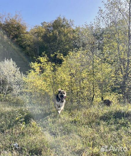 Собака в добрые руки