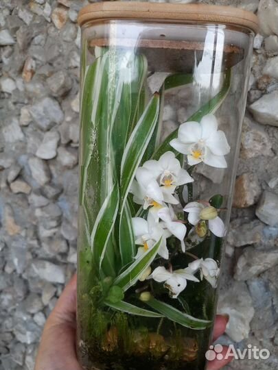 Флоррариум с комнатными цветами и орхидей