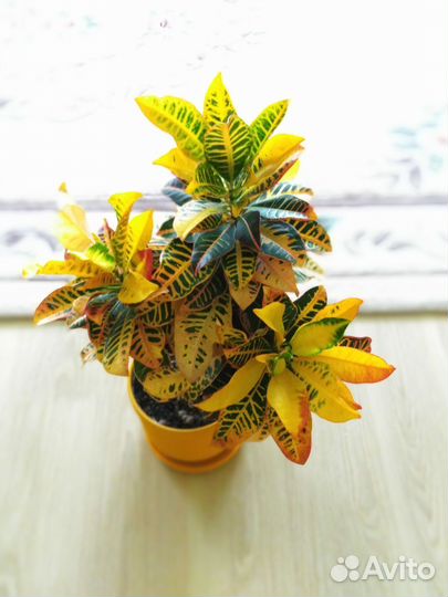 Кодиеум кротон