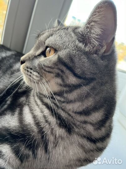 Котик ищет дом